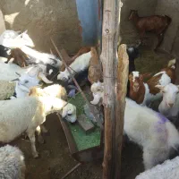 کهره،بره                               شهرک توحید