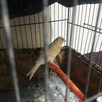 جوجه قناری ماده