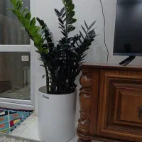 معاوضه با طوطی زامفولیا بلک غول پیکر