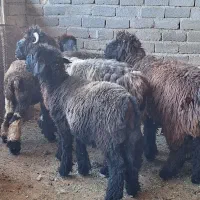 بره ماده|حیوانات مزرعه|شیراز, میانرود|دیوار