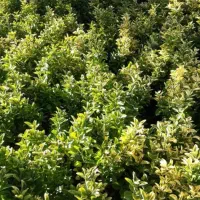 خدمات باغبانی گلکاری باغچه کاری درختکاری