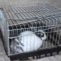 خرگوش نر همراه با قفس
