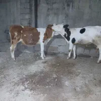 گوساله سمینتال جنس نر و ماده