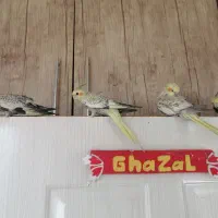 فروش یک جفت عروس هلندی با 3 عدد جوجه طاووسی|پرنده|مشهد, شهرک مطهری|دیوار