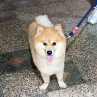 سگ پامرین|سگ|رحیم‌آباد, |دیوار