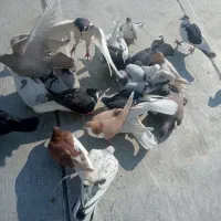 یک دسته کفتر برای یک بوم|پرنده|الوند, |دیوار