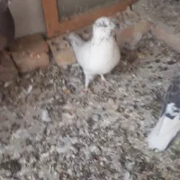 به شرط پرش   به علت زیادی ماده|پرنده|کرج, کوی کارمندان جنوبی|دیوار