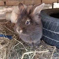 خرگوش لوپ نر