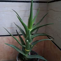 گلهای خانگی|گل و گیاه طبیعی|آبیک, |دیوار