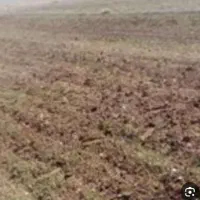 زمین مزروعی بیله سوار روستای فولادلو