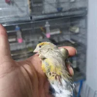 قناری ماده اوپال آماده آماده|پرنده|تهران, سردارجنگل|دیوار