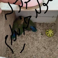 طوطی کوتوله