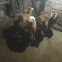 بره|حیوانات مزرعه|انگوت, |دیوار