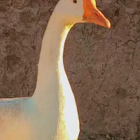 قو غاز نرجوان|حیوانات مزرعه|قزوین, |دیوار