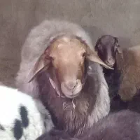 قوچ همو