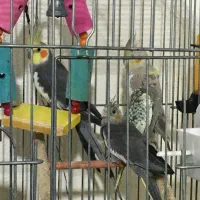 عروس هلندی|پرنده|شاهین‌شهر, امام حسین|دیوار