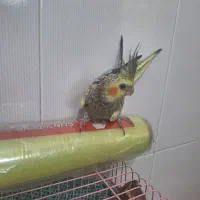 جوجه عروس هلندی