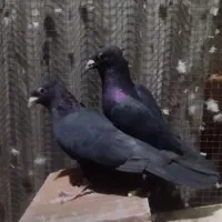 زاغ گوک کلاهی