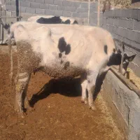 گاوفروشی|حیوانات مزرعه|چیتاب, |دیوار