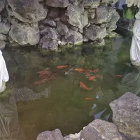 ماهی کوی نژاد دار