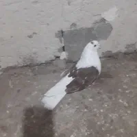 طوقی اویناق