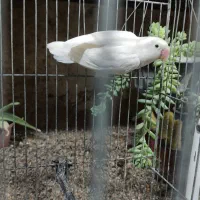 کوتوله برزیلی آلبینو