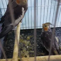 سه عدد عروس با وسایل|پرنده|قم, دروازه ری|دیوار