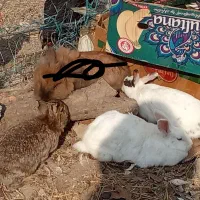 خرگوش  فقط ۱۶۰تومان تکی  هم میفروشم