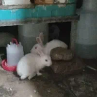 کبوتر،خرگوش کوچک