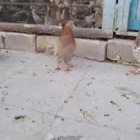 کفتر|پرنده|قم, آزادگان|دیوار