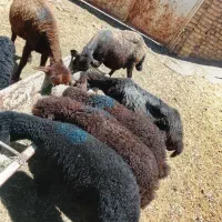 پنج تا میش بره دار افشار