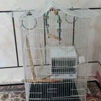 قفس طوطی و عروس هلندی