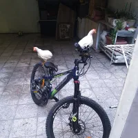 جوجه سه ماهه