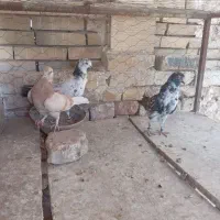بچه کفتر