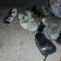 جوجه گلین