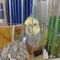 عروس هلندی سخنگو