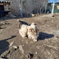 این سگ گم شده|حیوانات|آزادشهر, |دیوار