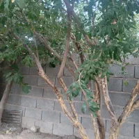 خرید چوب مرکبات وهرس وبرش هر نوع درختی بجز جنگلی