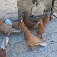 کفتر کبوتر زرد . سرخ دمسفید .|پرنده|اصفهان, محله سفلی|دیوار