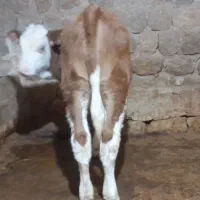 گوساله سیمنتال اصلی شرابی کله سفید