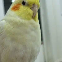 عروس هلندی گم شده