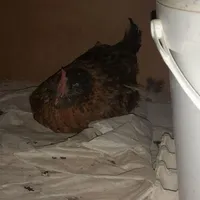 مرغ گلین کرچ