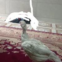 مرغ اصل لاری|حیوانات مزرعه|سراوان, |دیوار