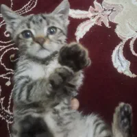 دختر است