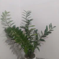 گل آپراتمانی