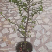 گل و گیاه|گل و گیاه طبیعی|رشت, استادسرا|دیوار