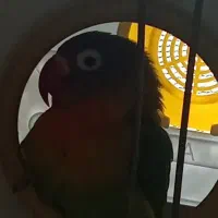 طوطی برلزیلی ماده|پرنده|پاکدشت, پاکدشت (مامازند)|دیوار