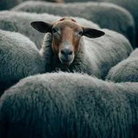 کنسانتره پرواری ،شیری|حیوانات مزرعه|گرگان, |دیوار