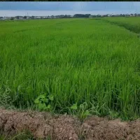 شالیزار ( مزرعه برای سرمایه گذاری )