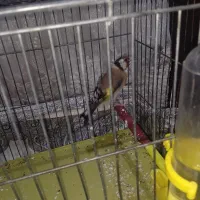 سهره معاوضه با جوجه